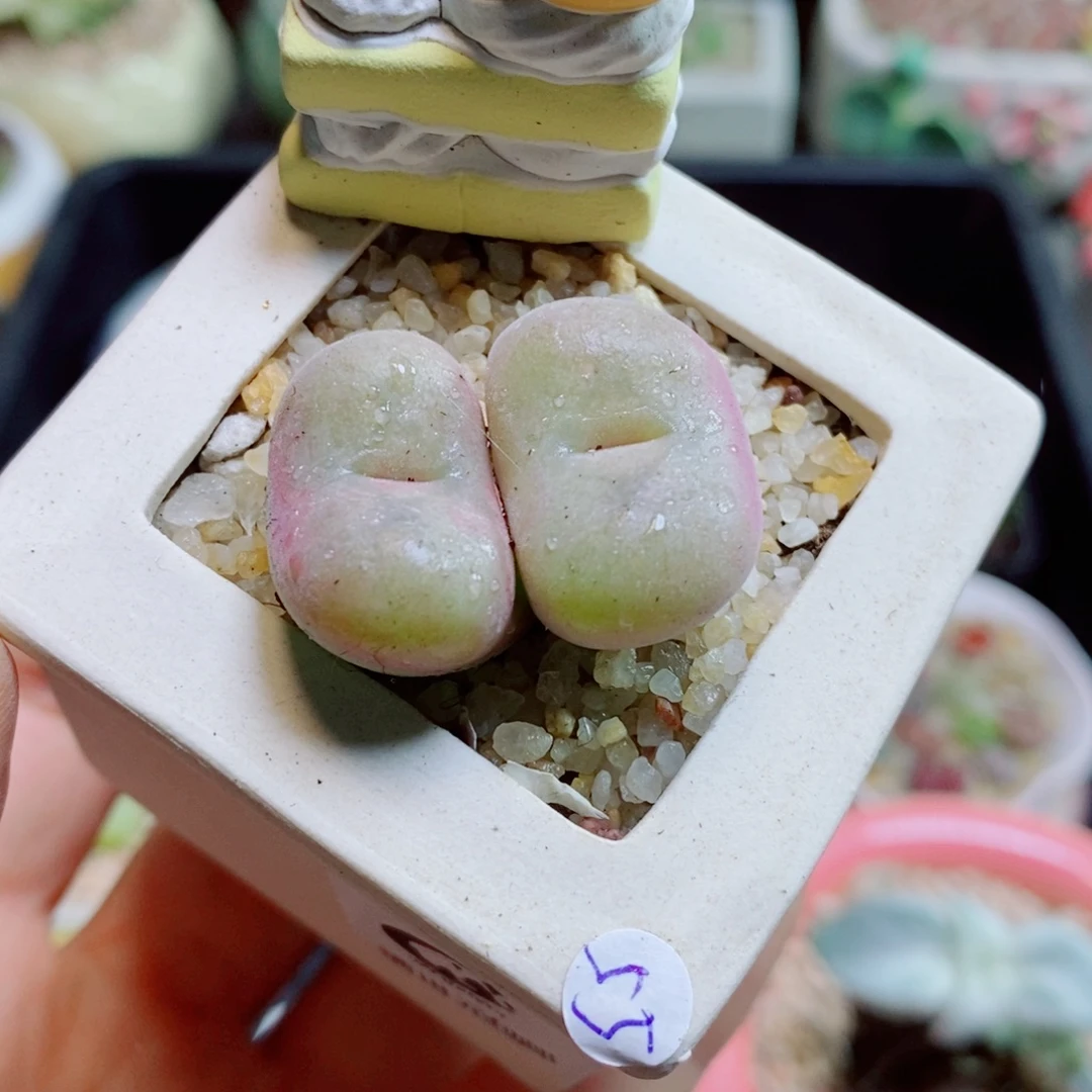 生石花花花花花花花452