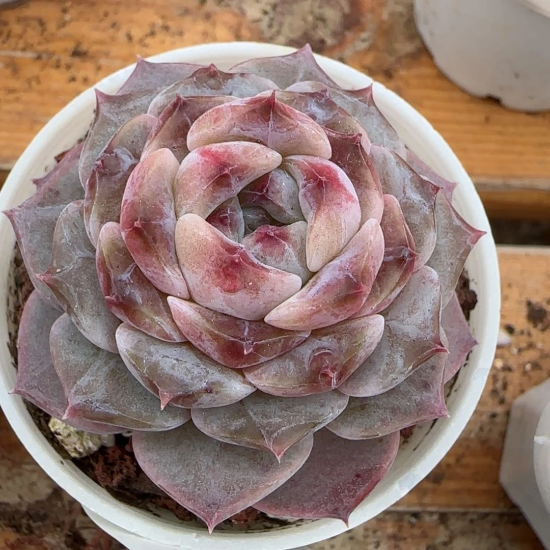 花语逸镜0204-576