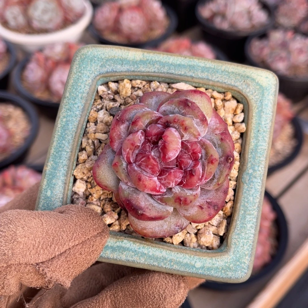 石榴籽星影石化满68包邮