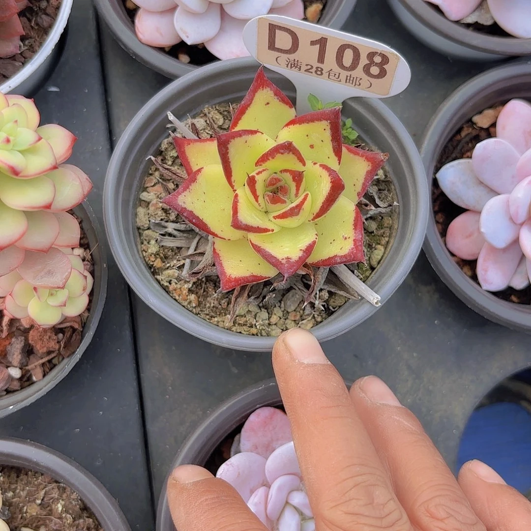 D108黄皮一物一拍