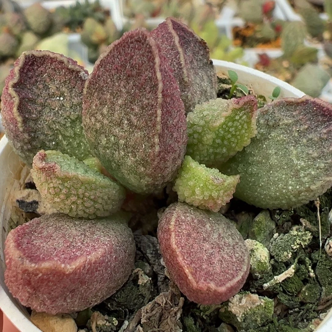 墨渊多肉植物水泡多肉植物