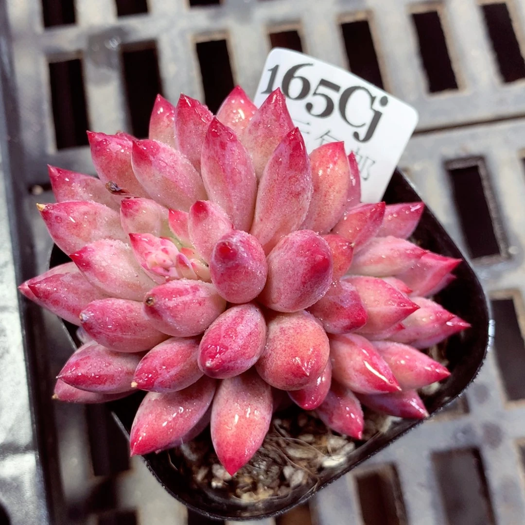 5厘米盆精控多肉165