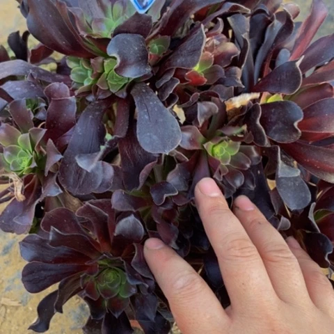 瓯紫多肉植物11多肉