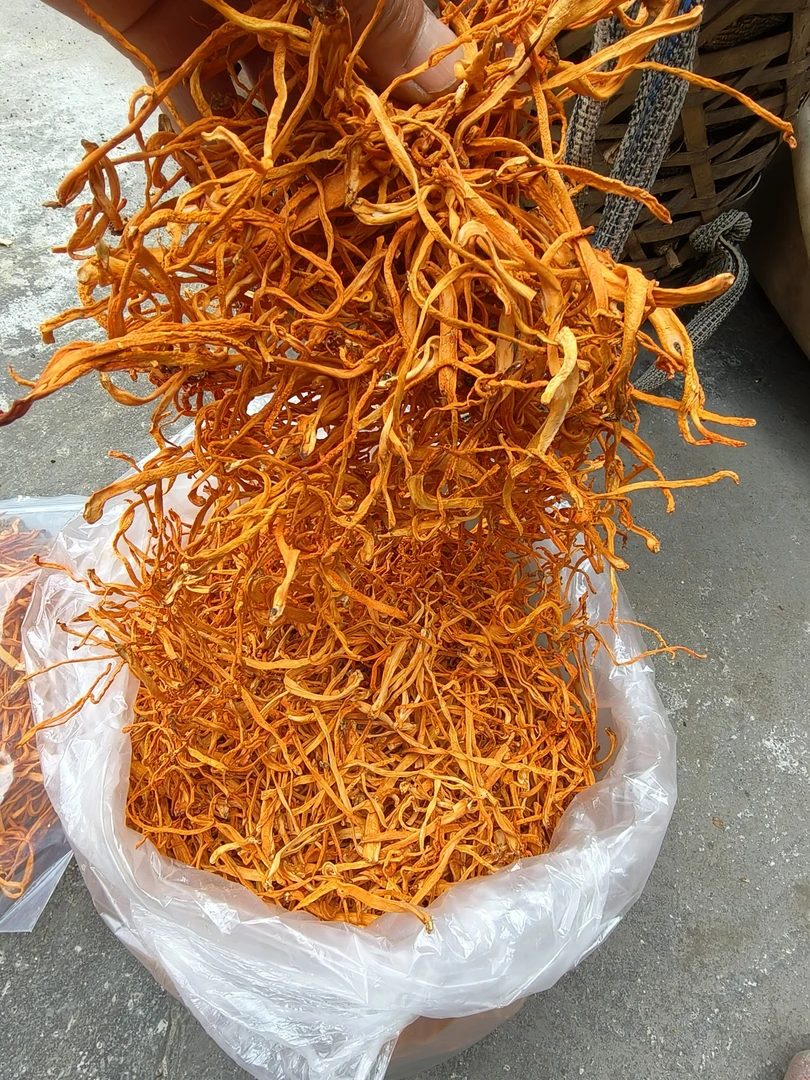 云南高山防野虫草花