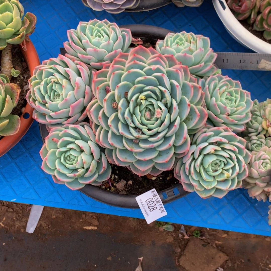 用****10028水晶玫瑰多肉