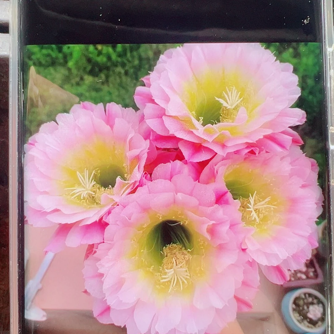 毛花柱倾城侧芽 20 包邮