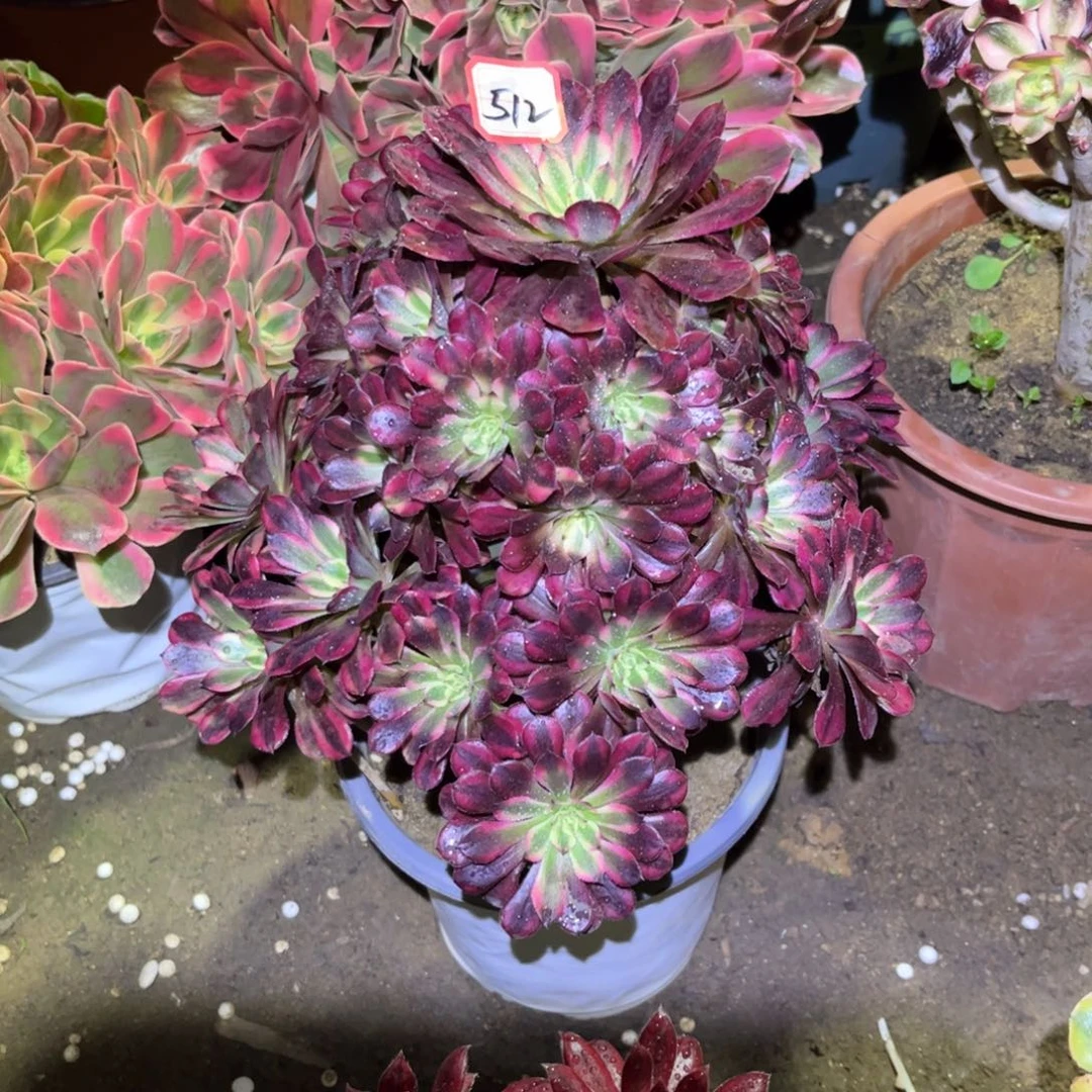 512多肉植物黑天鹅有个断枝痕迹