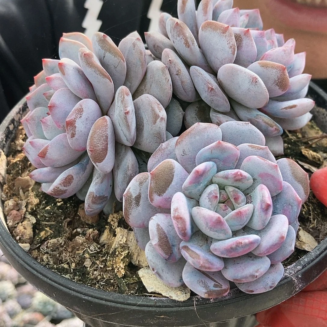 星星橙随机三头随机