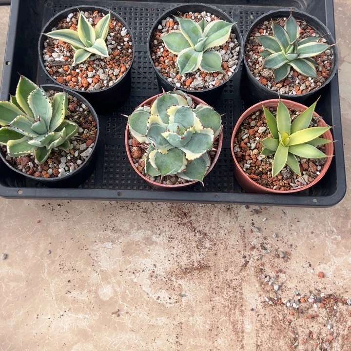 新手福利套餐6个一组