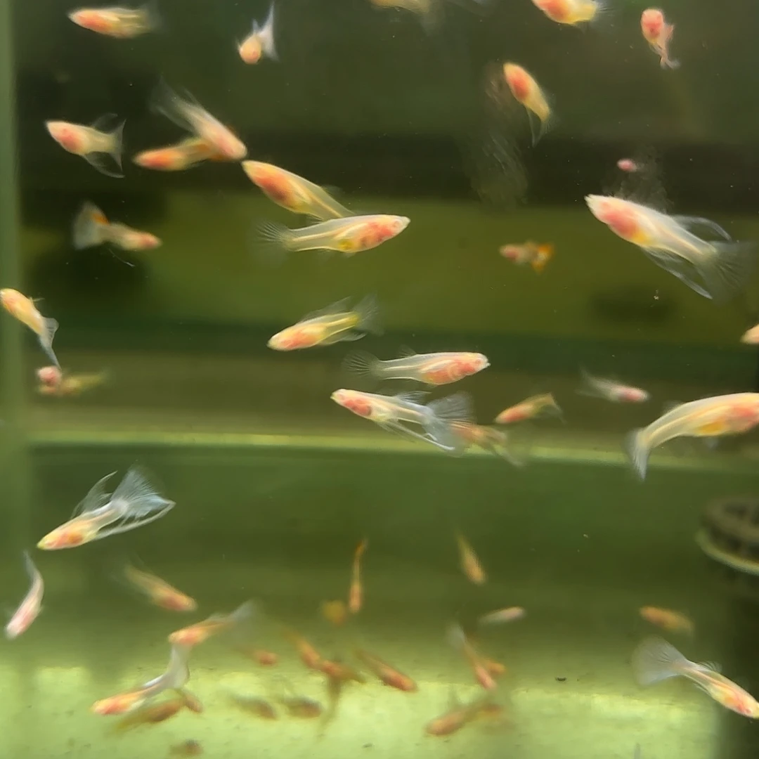 孔雀鱼蓝白玻璃C苗10条随机