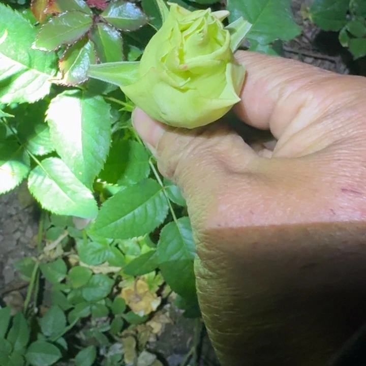 无花朵浮翠裸根苗