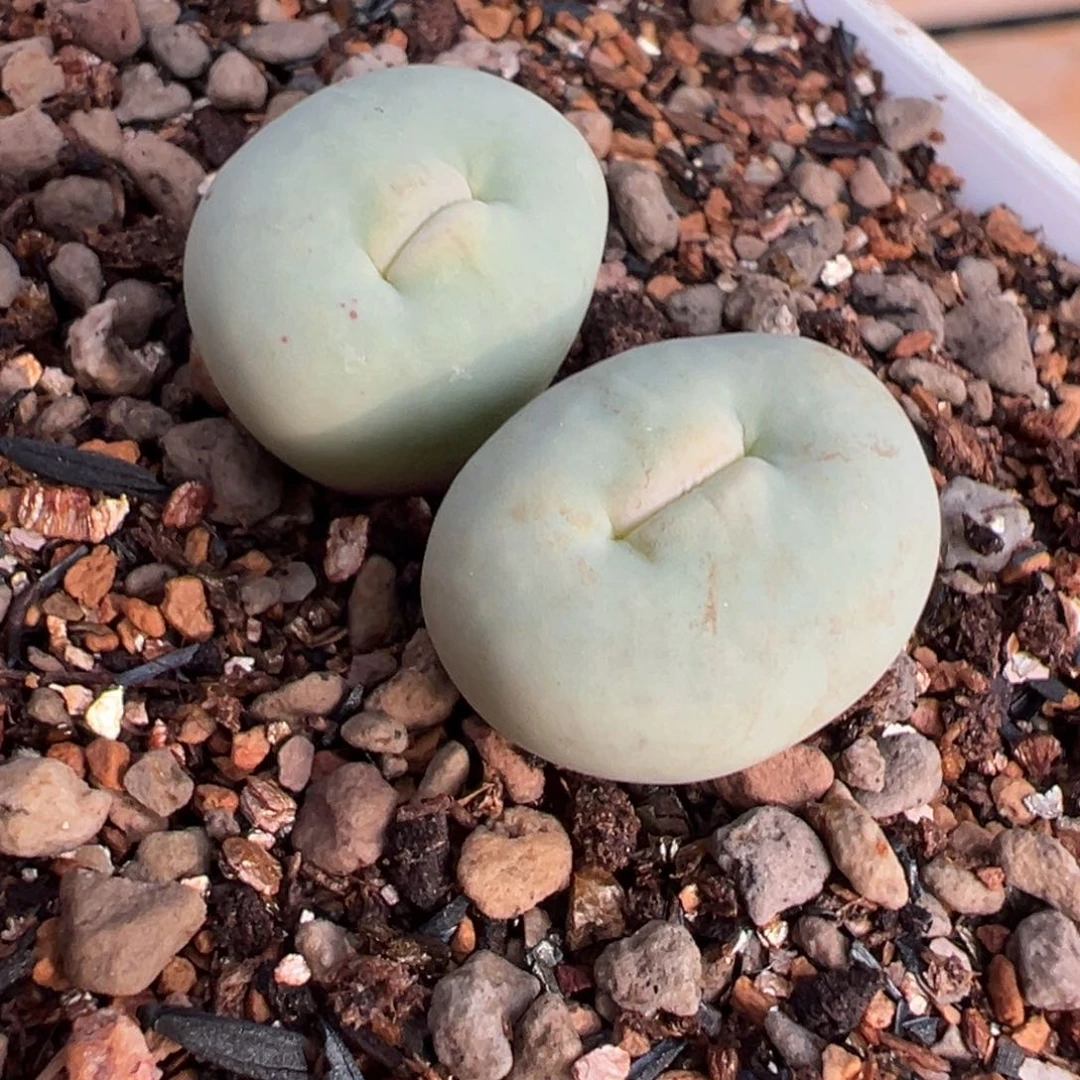 艾**滴V嘴多肉多肉