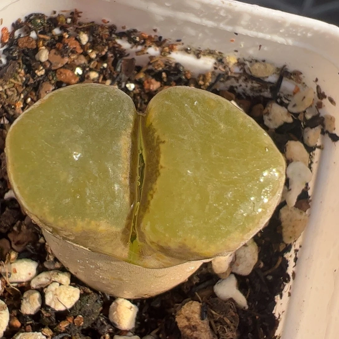 多肉植物百46号1