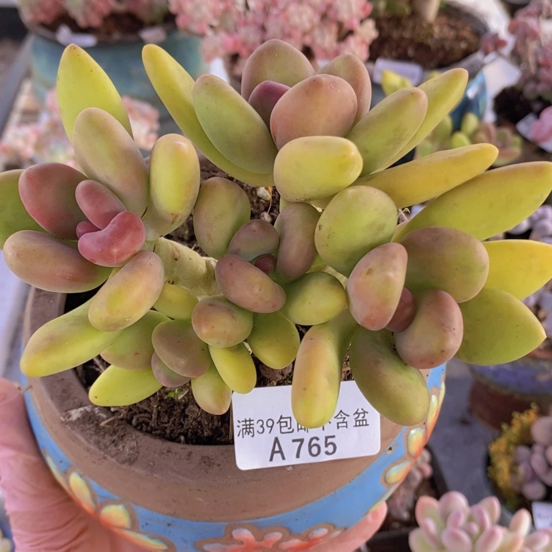 芒果奶12cm765多肉植物