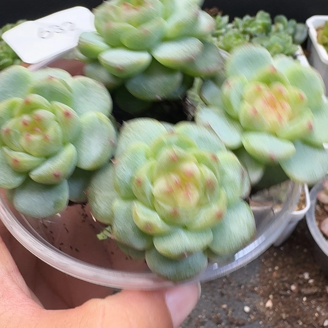一物一拍一物一拍917-632