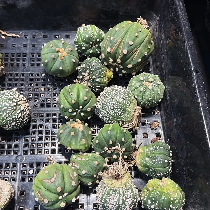 实生侧芽奇迹超兜两颗