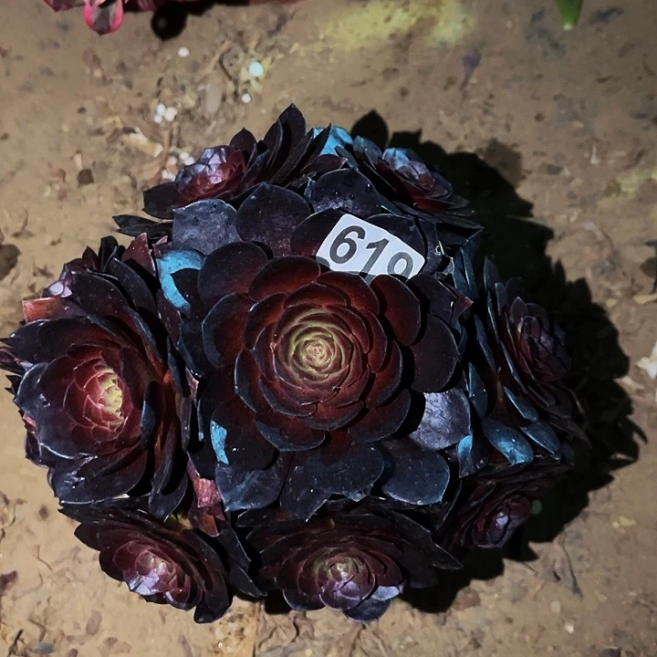 619黑骑士多肉植物处理不售后