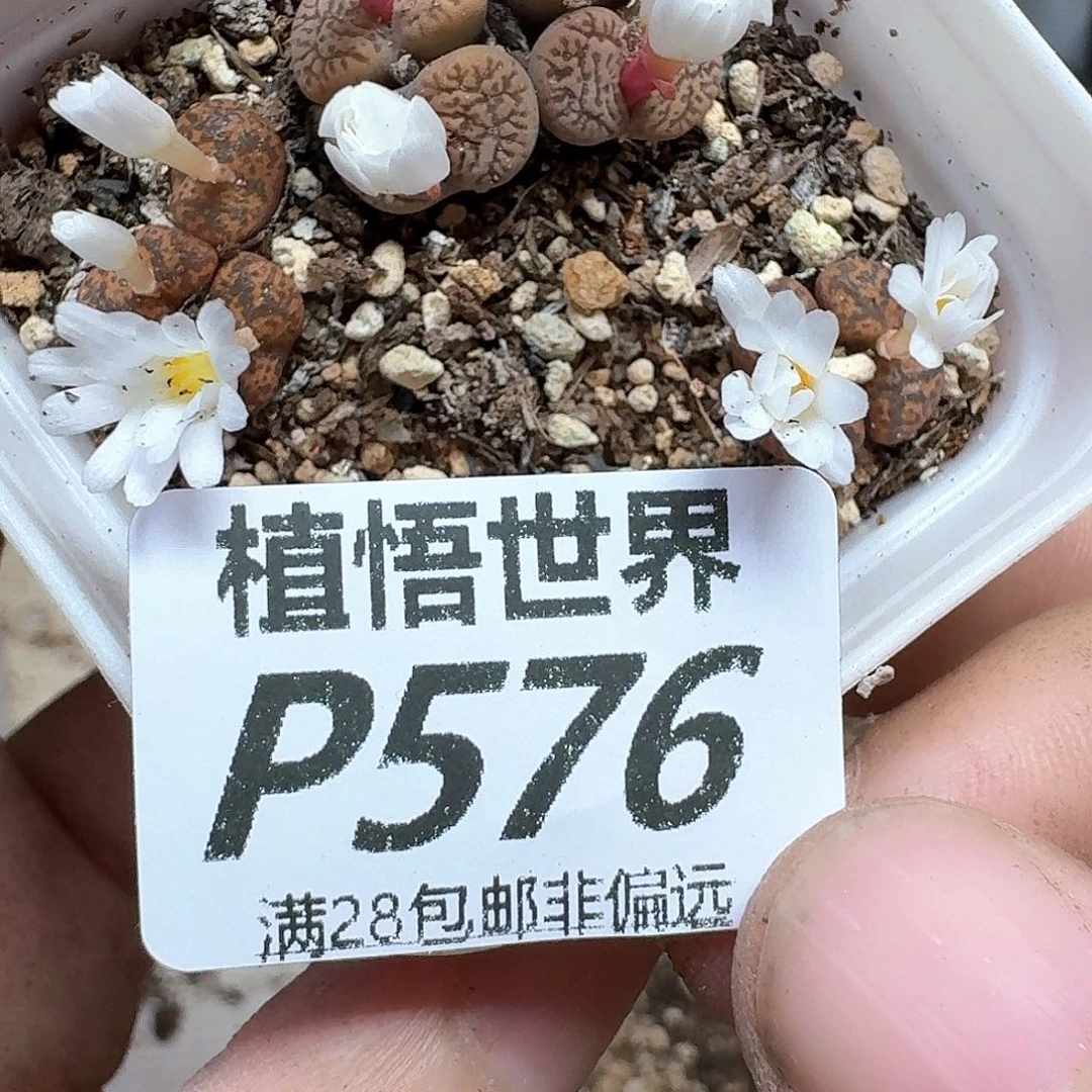 多肉植物的润泽的多