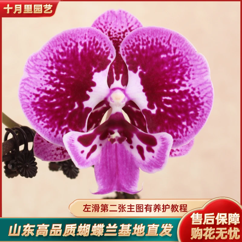 十月里蝴蝶兰【米其乐】3.0寸杯带花带花苞发货