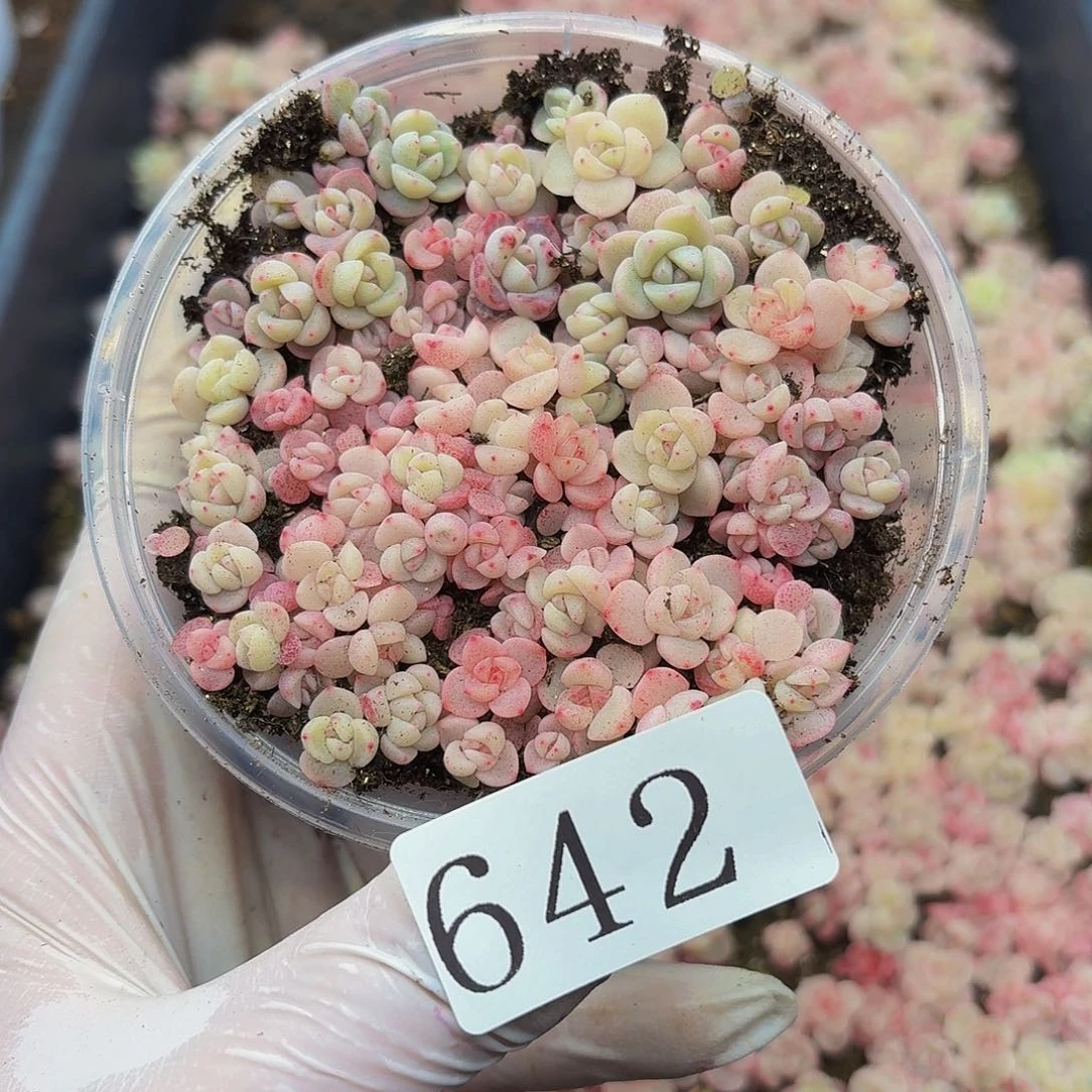 多肉植物多肉植物642