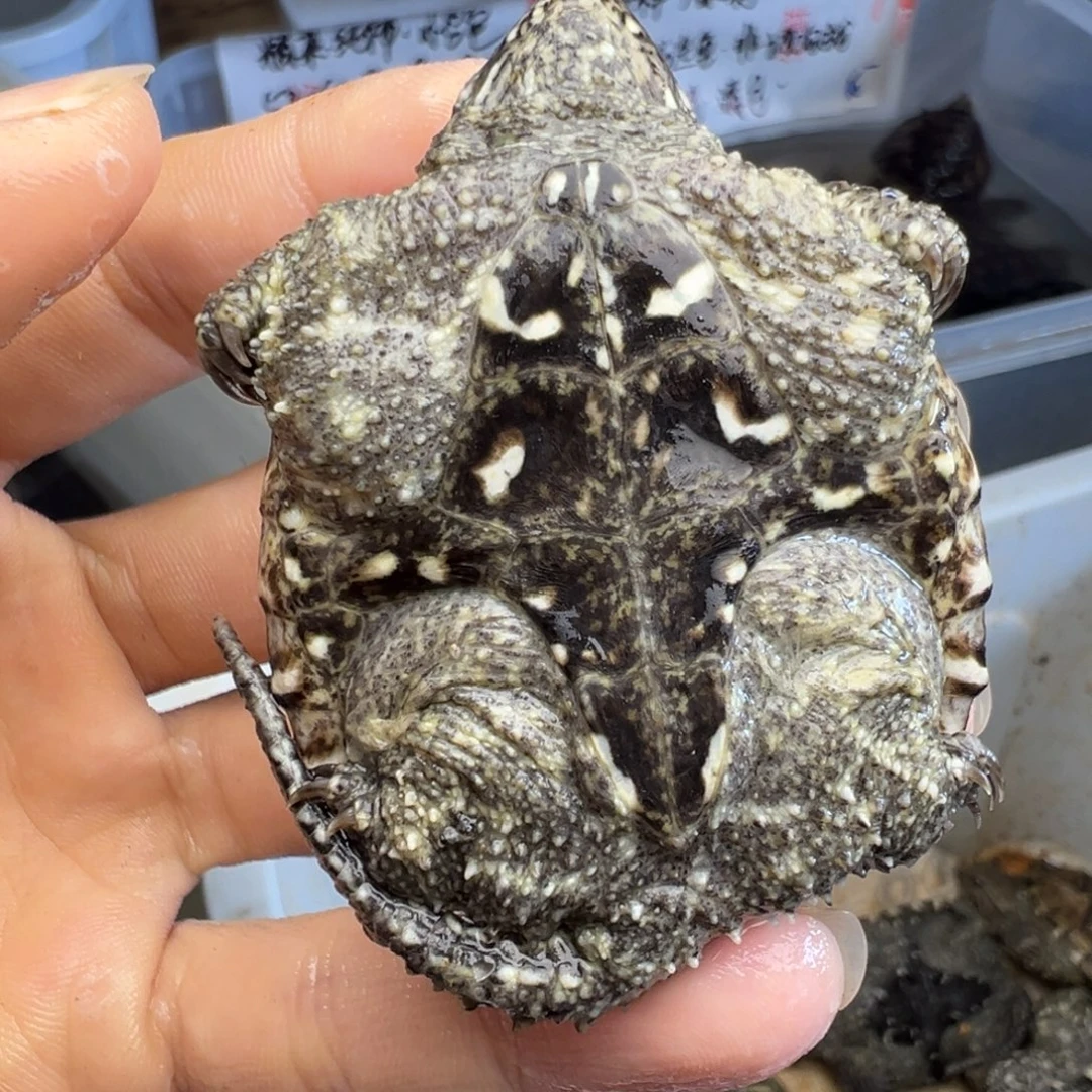 小鳄龟母不退不换