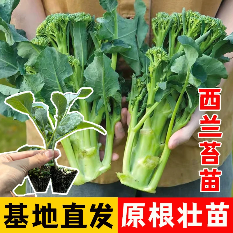 西兰苔苗秧苗芥蓝芥兰四季菜苔蔬菜种苗菜心秧苔菜西兰花四季盆栽