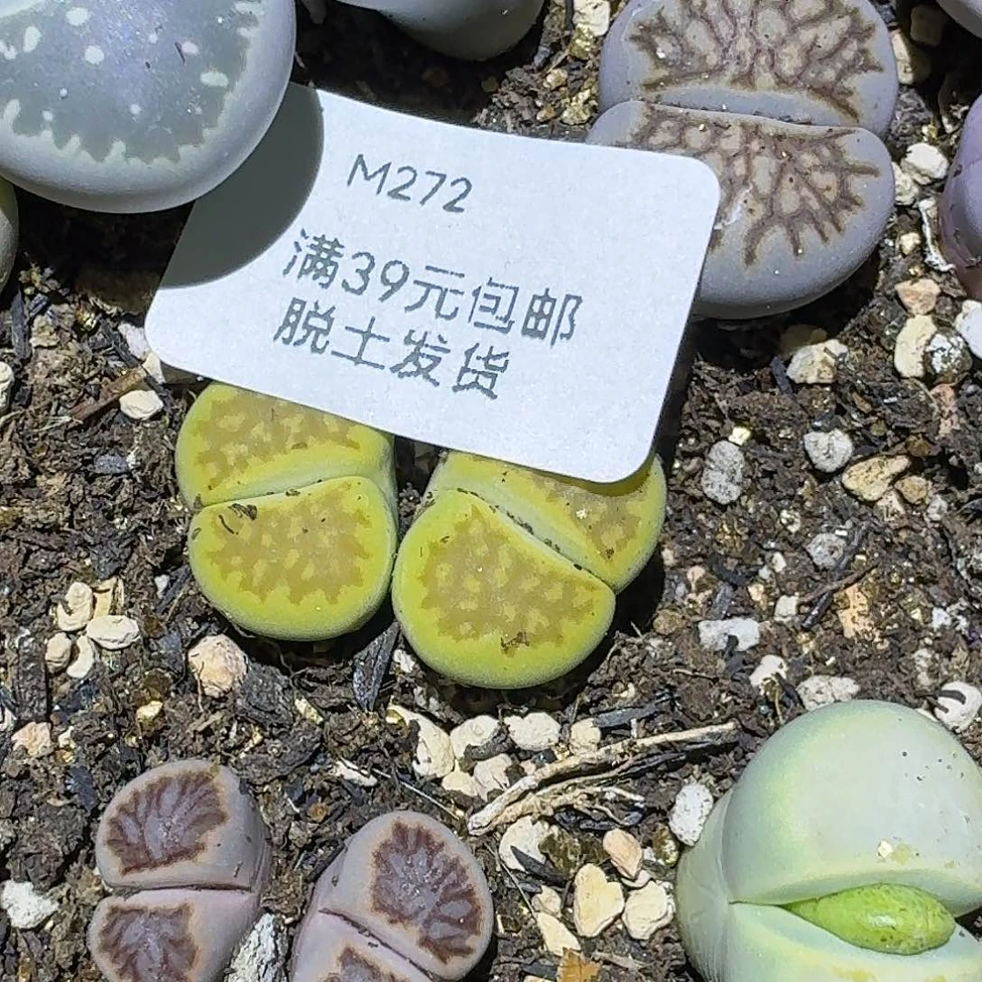 272多肉哈哈哈哈哈哈哈