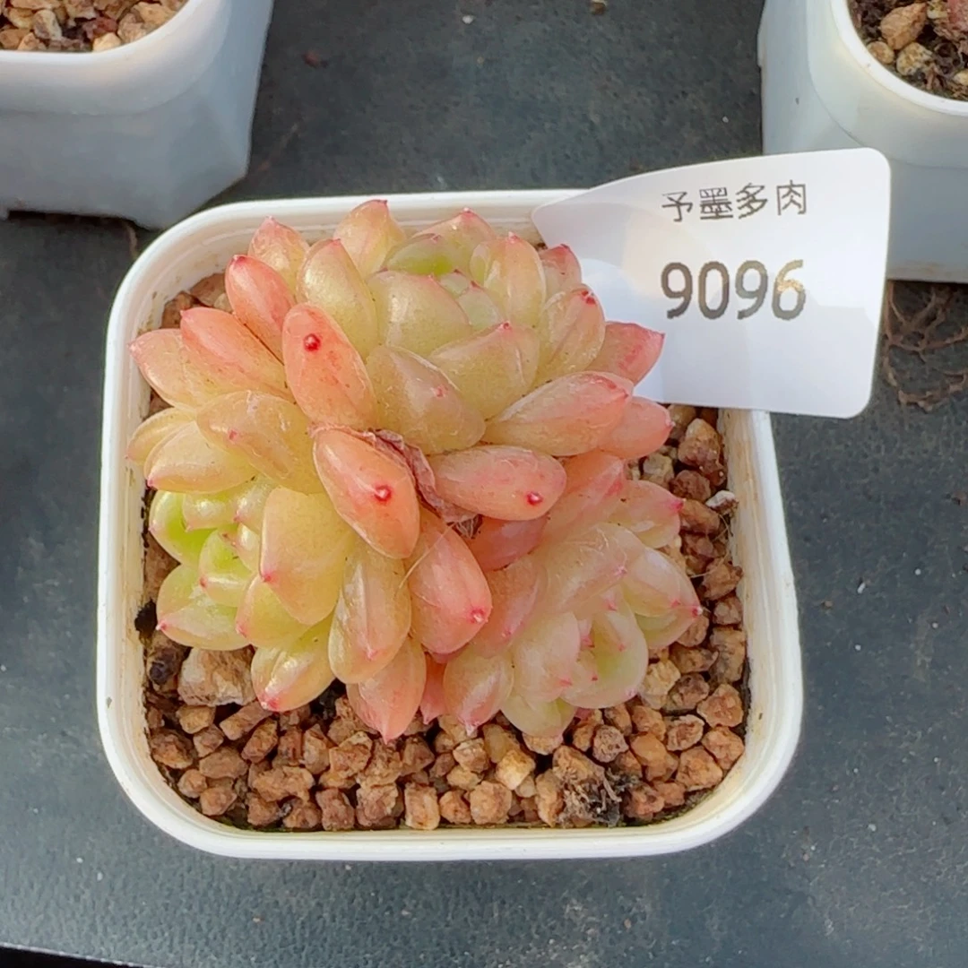 枫吟珍妮，9096多肉植物