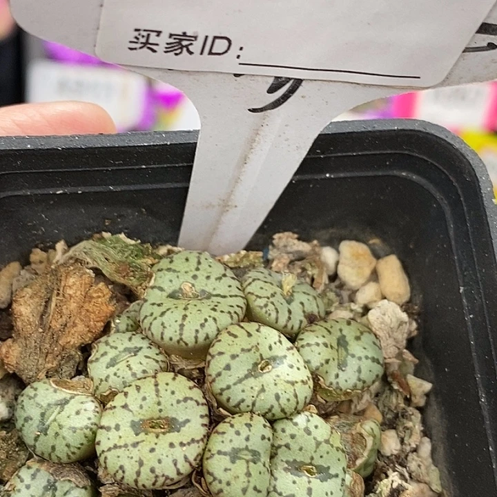 密密麻麻密密麻麻787