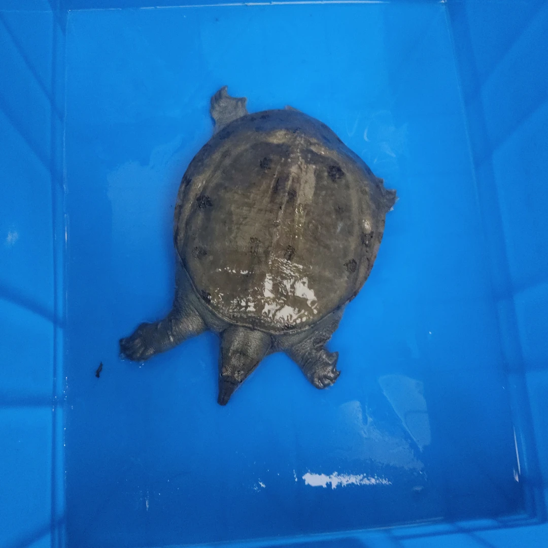 外塘甲鱼鲜活发货生态散养顺丰包邮到家