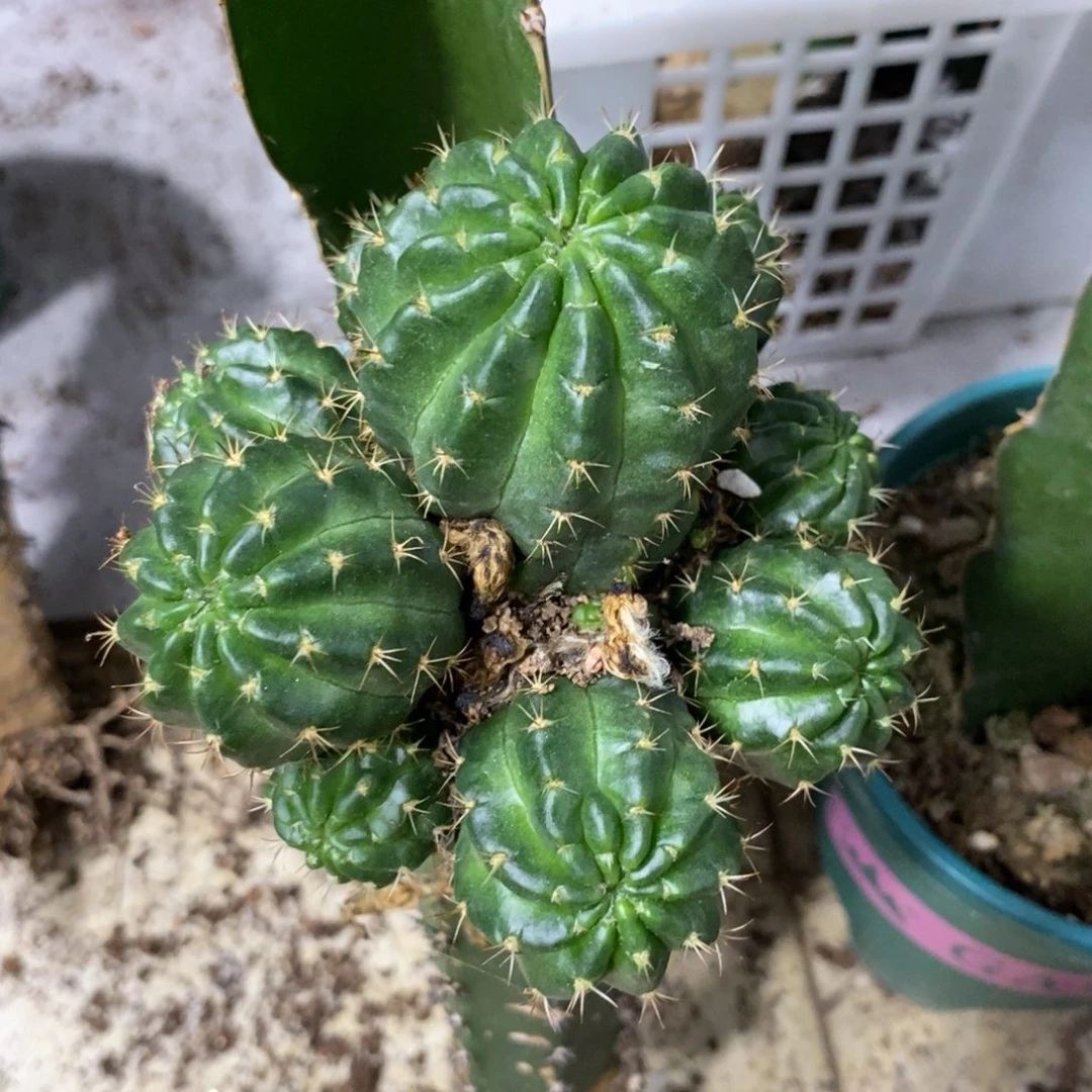 新品丽花可可母本绣谱群生