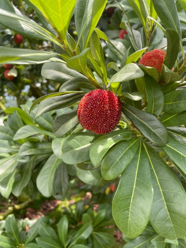 浙江泰顺东魁大杨梅 自产自销 全程顺丰冷链物流（包邮）