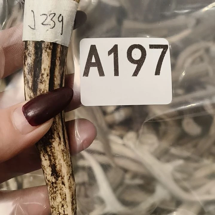 大***精鹿角鹿角鹿角鹿角鹿角