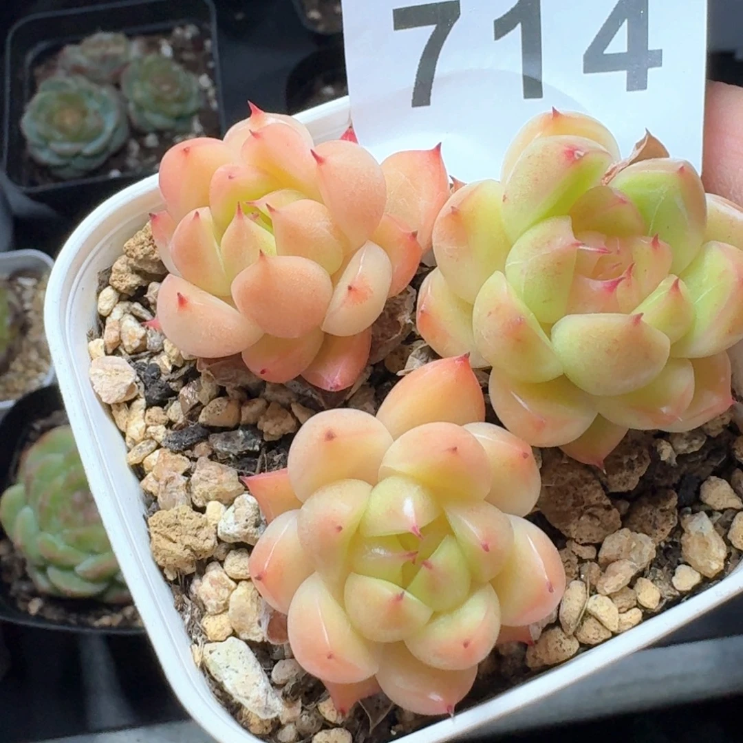 明朗珍妮            精美多肉植物