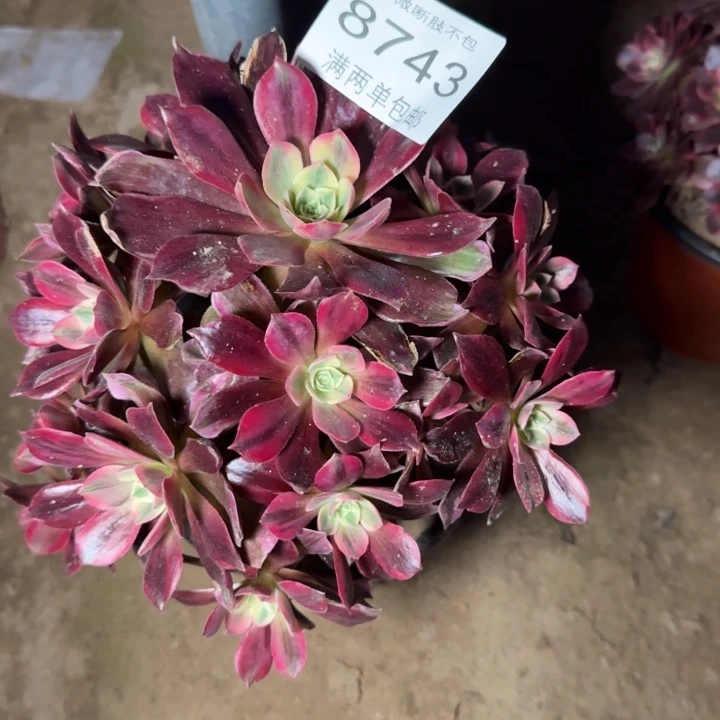 8743白婚纱的多肉植物