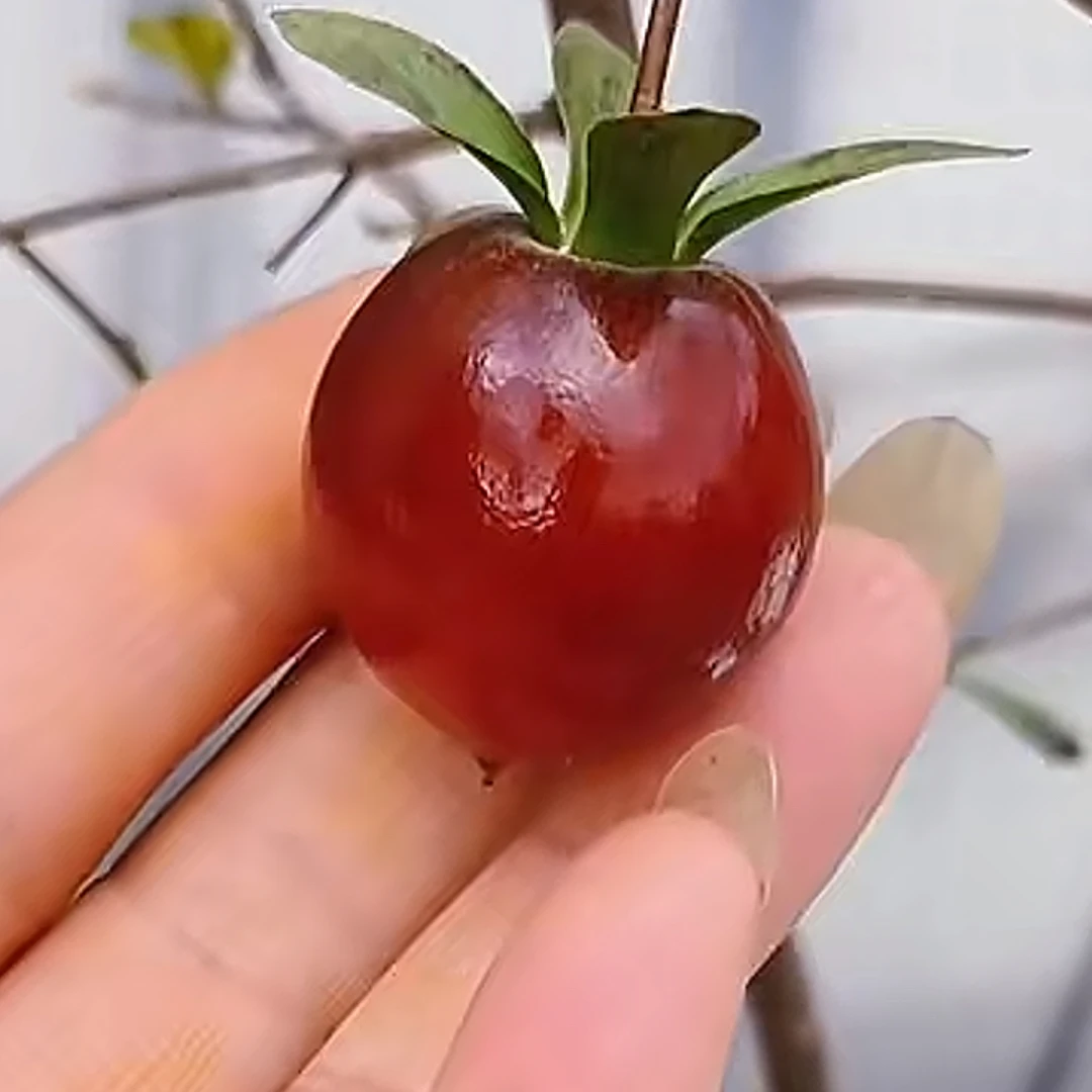 老鸦柿盆景紫琉璃嫁接苗