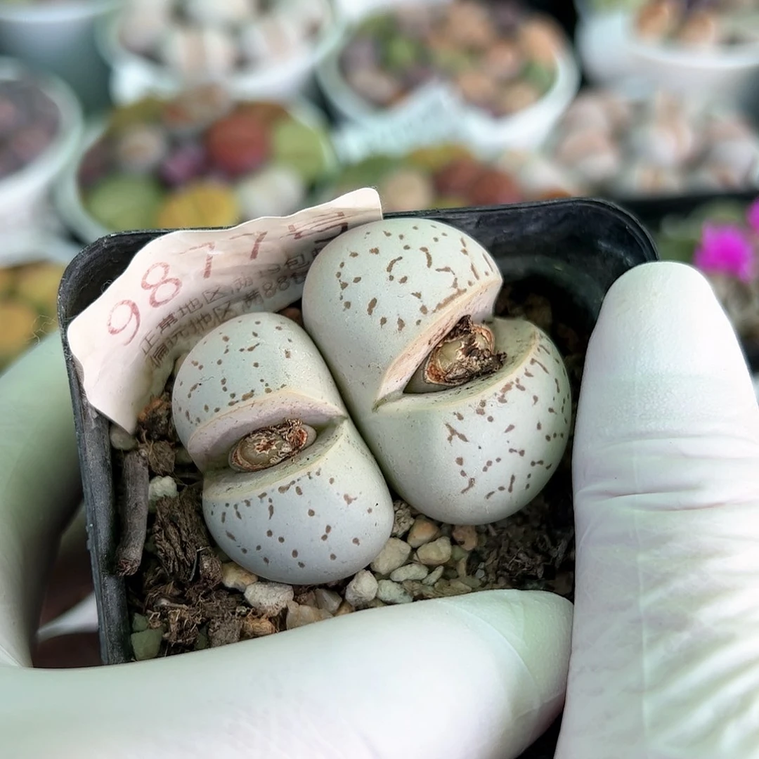 好养易活生石花大母本9877