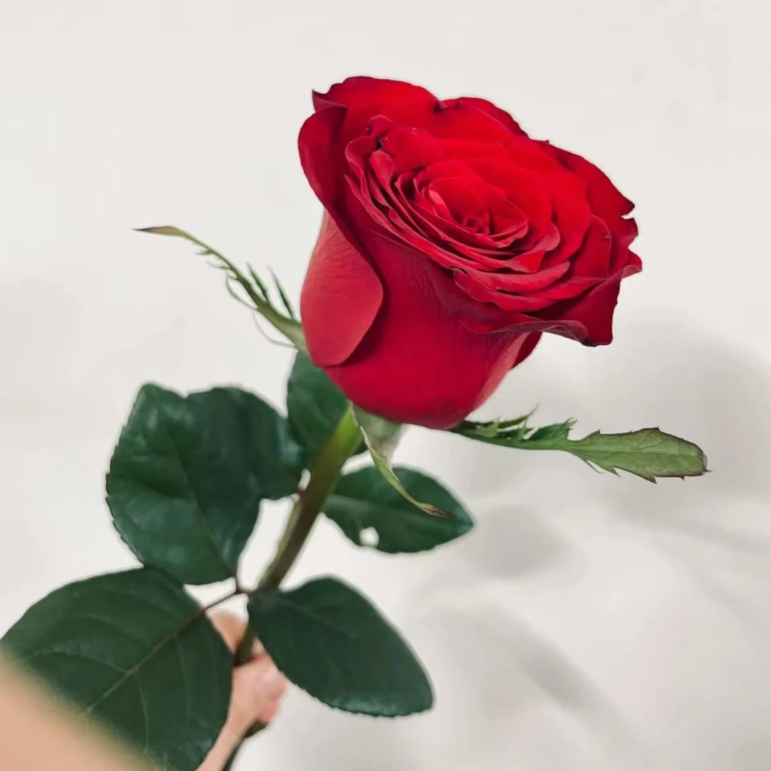 【1单顺丰包邮】云南鲜花 各种玫瑰多头玫瑰 草花 基地当天现采现发