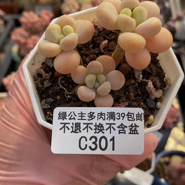 鱼子酱301多肉植物