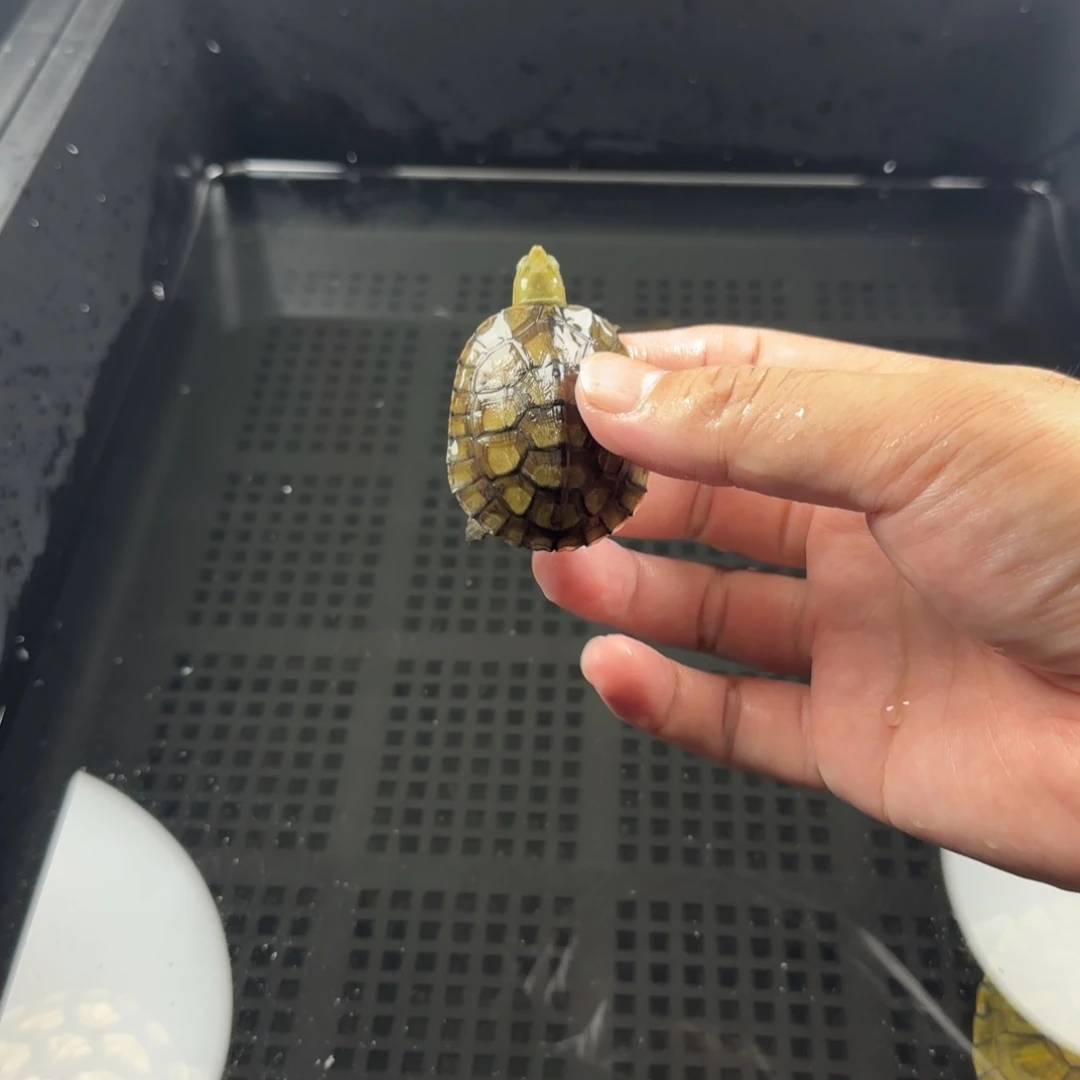 宠物龟不分公母4.5cm小青