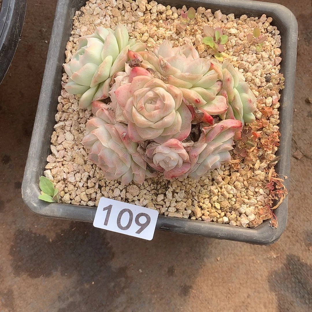 109 一物一拍多肉