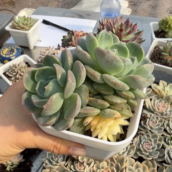 糖心杂交锦多肉植物