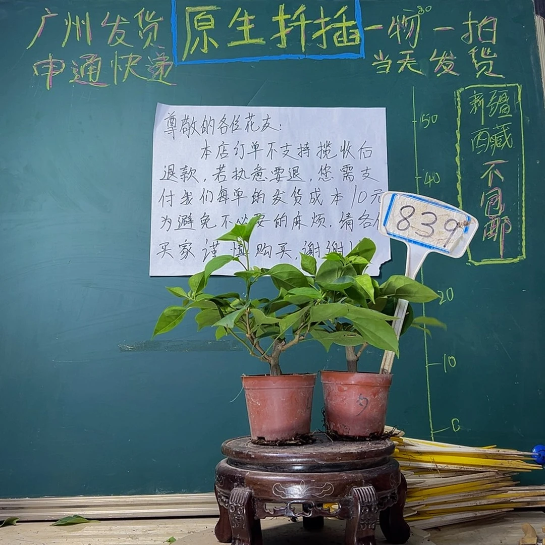 当前无花栽培后可以开花绿樱掌中宝 绿叶夕阳红掌中宝839