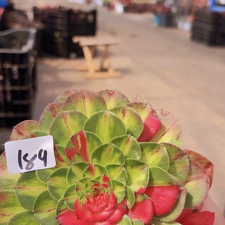 暗**人189无根多肉福利多肉