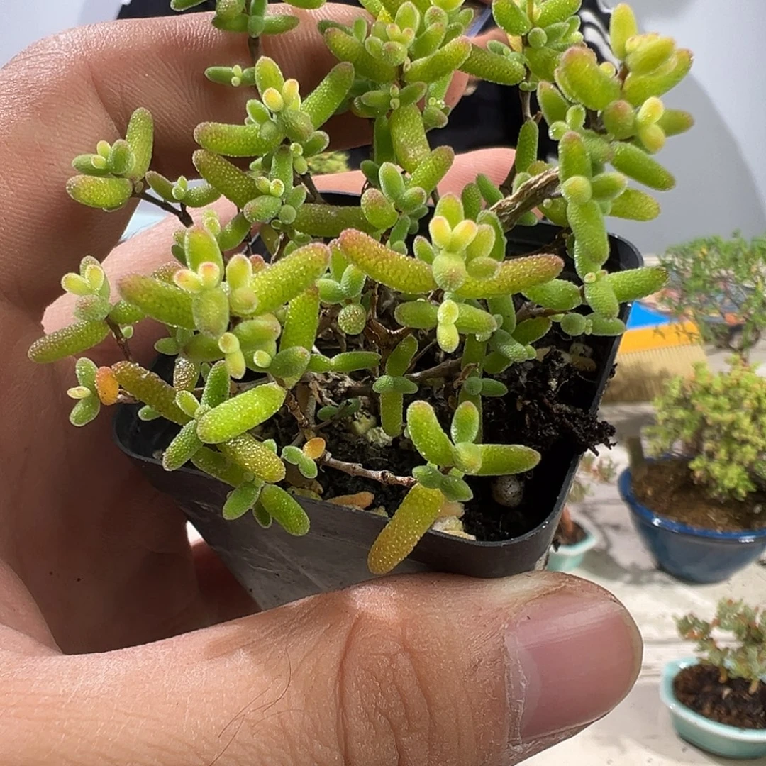 糖球奶油福伦锦55杯老桩