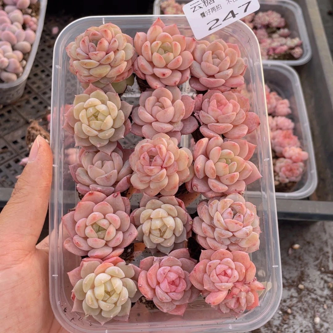 ?****笑云糖心多肉植物247