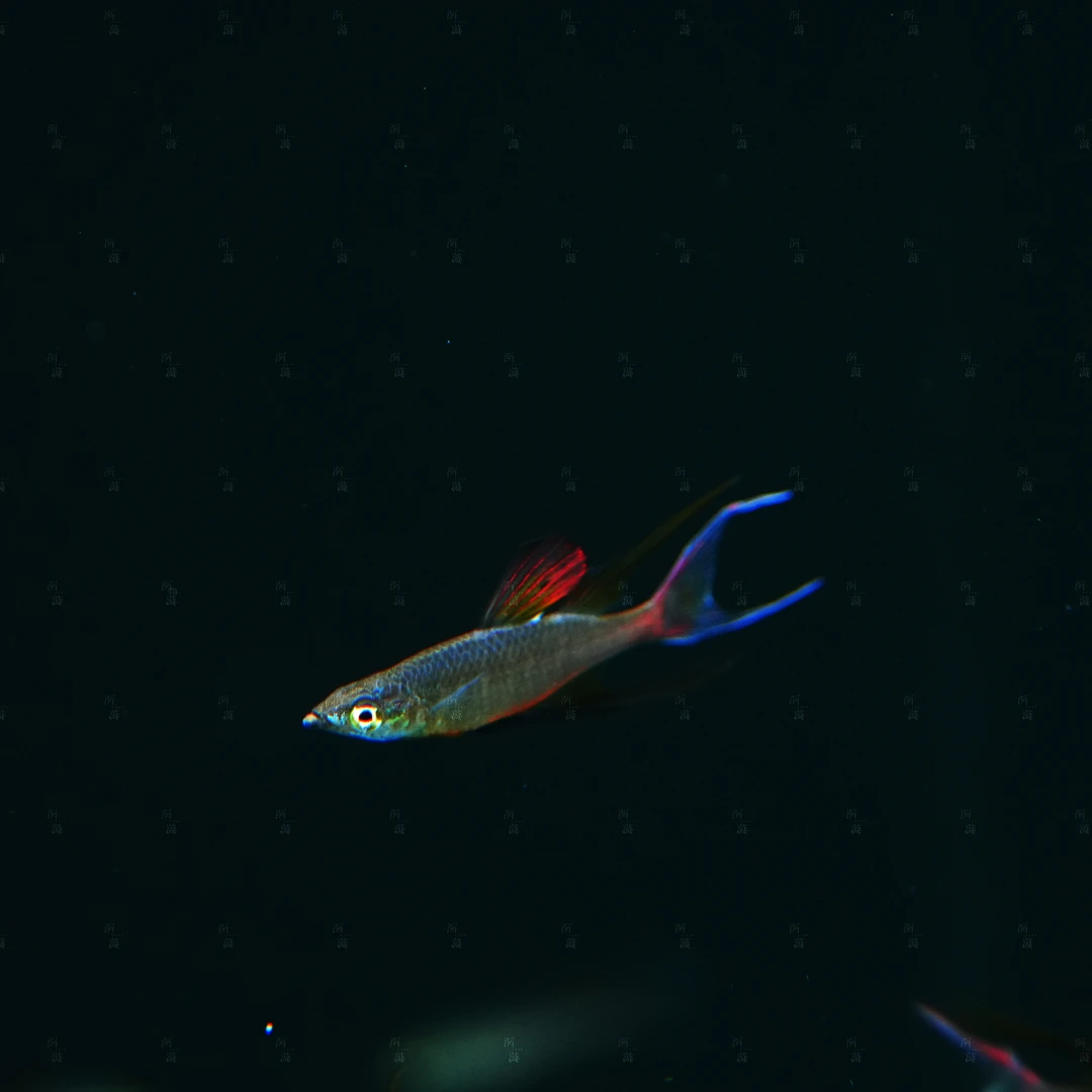 【洄游】燕子美人 灯鱼东南亚热带观赏鱼/定水检疫/满100包邮