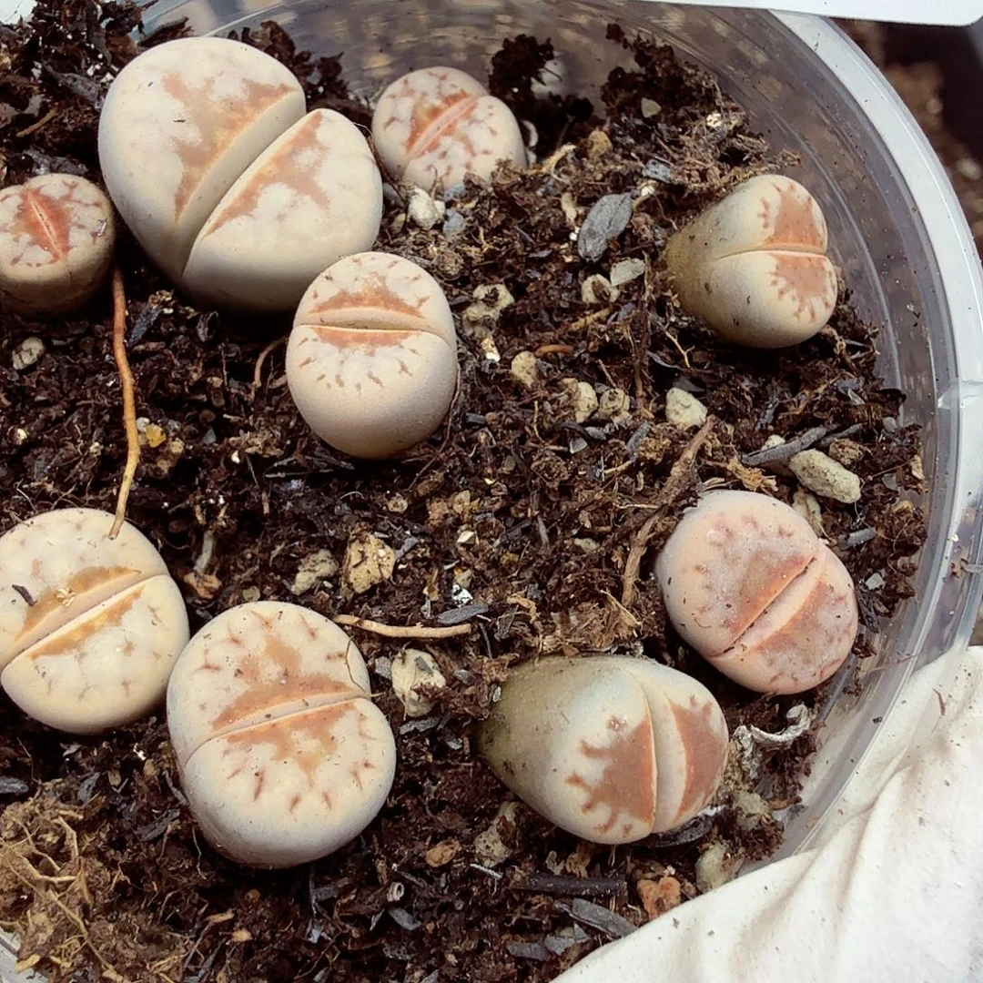 哈哈笑不出话就笑130这个