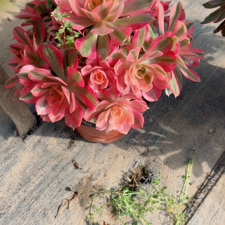 106女多肉多肉多肉