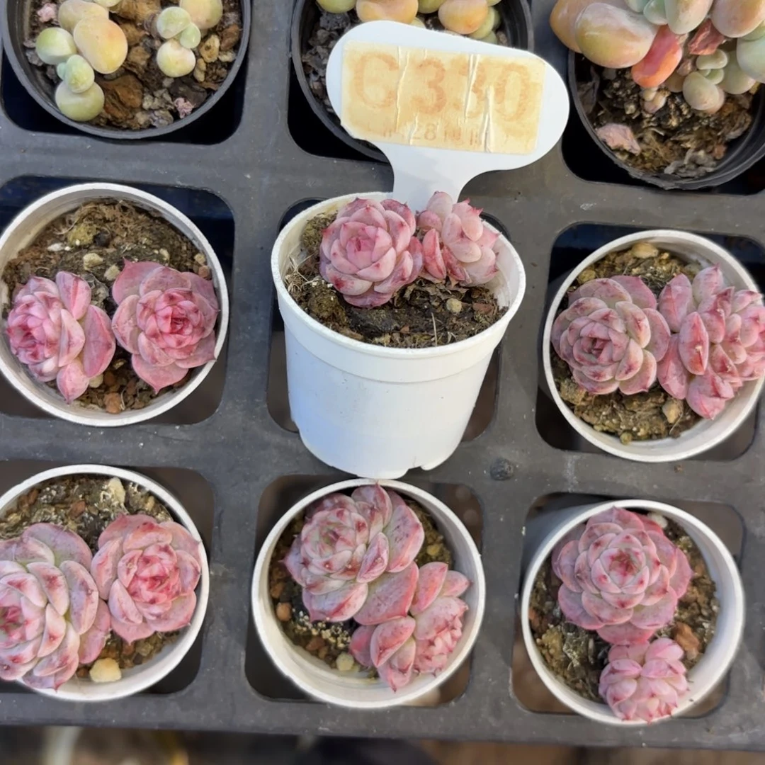 C330天鹅绒一物一拍